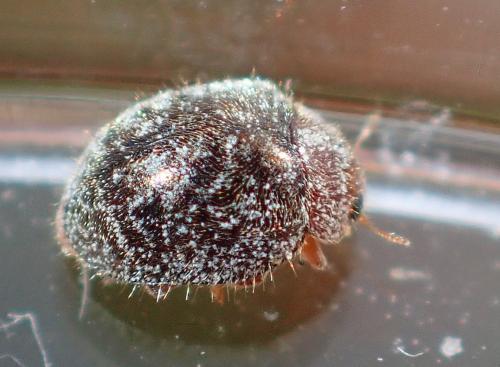 Rhyzobius lophanthae